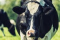 Dutch Holstein black and white cow in a meadow Royalty Free Stock Photo