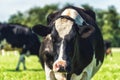 Dutch Holstein black and white cow in a meadow Royalty Free Stock Photo