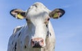 Portrait of a dutch holstein cow Royalty Free Stock Photo
