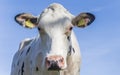 Portrait of a dutch holstein cow