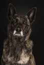 Portrait of a Dutch Shepherd dog, brindle coloring, on a black background