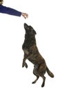 Portrait of a Dutch Shepherd dog, brindle coloring, isolated on a white background, jumping for a treat reward with owner arm hand