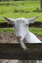 Portrait of a dutch white curious goat behind a fence