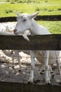 Portrait of a dutch white curious goat behind a fence