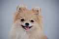 Portrait of a dwarf Pomeranian with expressive bead eyes and a smile on its face. Pet posing in the studio on a gray