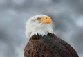 Portrait eagle Royalty Free Stock Photo