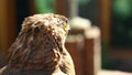 Portrait of an eagle bird