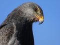 Portrait of an eagle