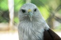 Portrait of an eagle