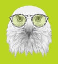 Portrait of Eagle with glasses. Royalty Free Stock Photo