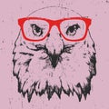 Portrait of Eagle with glasses. Royalty Free Stock Photo