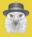 Portrait of Eagle with hat and glasses. Royalty Free Stock Photo