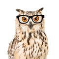 Portrait of an eagle owl with black glasses seen from the front on a white background Royalty Free Stock Photo