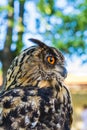 Portrait of Eagle owl Bubo bubo Royalty Free Stock Photo