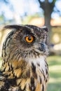 Portrait of Eagle owl Bubo bubo Royalty Free Stock Photo
