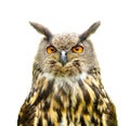 Eagle Owl Bubo Bubo isolated on white. Royalty Free Stock Photo