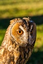 Portrait of Eagle owl Bubo bubo Royalty Free Stock Photo