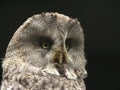 Portrait of an eagle owl close up. Royalty Free Stock Photo