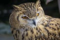 Portrait of eagle owl face in profile Royalty Free Stock Photo