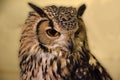 Portrait of an eagle owl Royalty Free Stock Photo