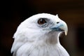 Portrait of a eagle Royalty Free Stock Photo