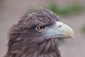 Portrait of an eagle`s head in profile on a blurry background Royalty Free Stock Photo