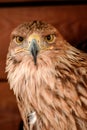 Portrait of an eagle's head. The view of the head is from the side. Royalty Free Stock Photo