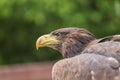 Portrait of an eagle`s head. The view of the head is from the side. The eagle`s eye is visible. The background is green Royalty Free Stock Photo