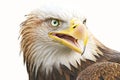 portrait of eagle smiling with all his teethon a white background