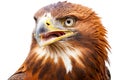 portrait of eagle smiling with all his teethon a white background