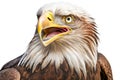 portrait of eagle smiling with all his teethon a white background