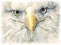 Portrait of an eagle smiling at the camera