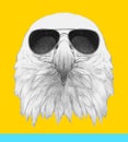 Portrait of Eagle with sunglasses.