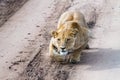 East African lionesses Panthera leo preparing to hunt