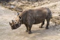 Portrait of a Eastern Black Rhinoceros Royalty Free Stock Photo