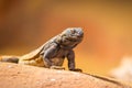 Portrait of eastern collared lizard