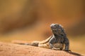 Portrait of eastern collared lizard Royalty Free Stock Photo