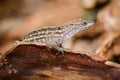 Portrait of eastern fence lizard