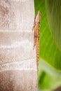 Portrait of eastern fence lizard