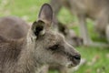Eastern Gray Kangaroo Portrait Royalty Free Stock Photo