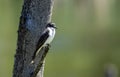 Portrait Eastern Kingbird ( Tyrannus tyrannus)