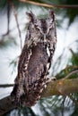 Portrait of an eastern screech owl