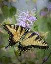 Portrait of an eastern tiger swallowtail butterfly feeding on a bergamot flower Royalty Free Stock Photo