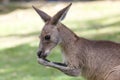 Portrait of an eating red Kangaroo in Australia