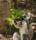 Portrait of the eating ring-tailed lemur Lemur catta aka King Julien in Anja Community Reserve at Manambolo, Ambalavao, Madagascar