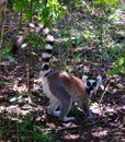 Portrait of the eating ring-tailed lemur Manambolo, Ambalavao, Madagascar
