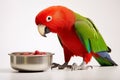 Portrait of Eclectus parrot near a bowl of bird food isolated on a white background