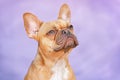 Portrait of eed French Bulldog dog