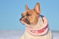 Portrait of eed pied French Bulldog dog wearing a warm pink winter scarf in front of snow