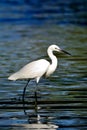 Portrait Egret is looking for food in water has reflection and w Royalty Free Stock Photo